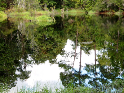 [Eighty percent of the image is water, but the reflection of the trees and sky is so clear that it almost appears this is an upside-down photo.]